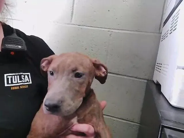 A young small-sized male Pit Bull Terrier dog named 2 for adoption in Tulsa, OK