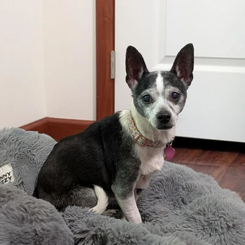A senior small-sized female Black Chihuahua dog named Mija for adoption in Ocala, FL