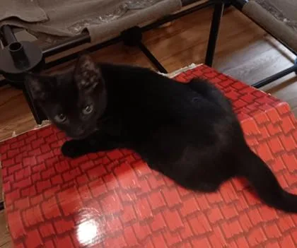 A baby small-sized female Domestic Short Hair cat named Gemini $ at Pet for adoption in Seneca, SC