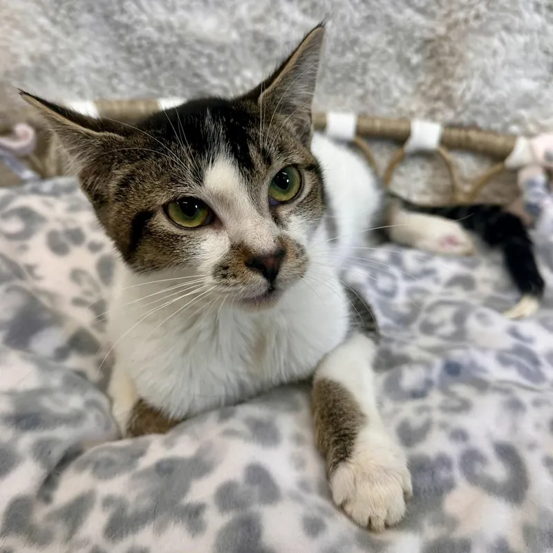 A baby medium-sized male Brown / Chocolate Domestic Short Hair cat named Woody for adoption in Medford, OR