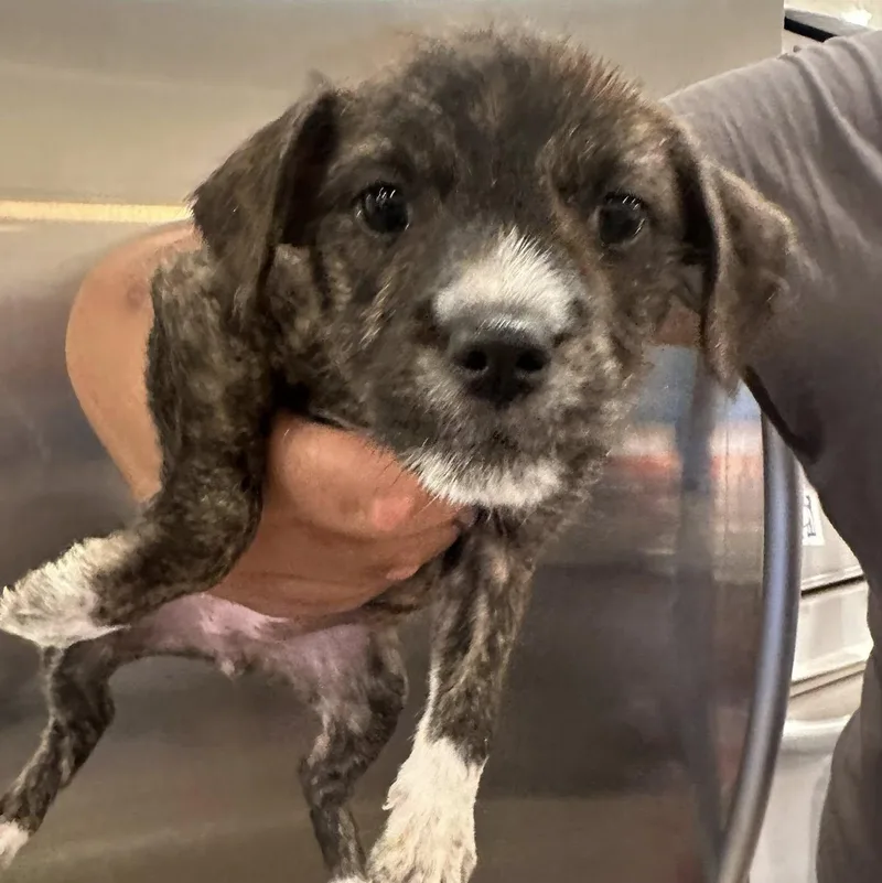 A baby small-sized male Gray / Blue / Silver Chihuahua dog named Gizzy for adoption in Agua Dulce, CA