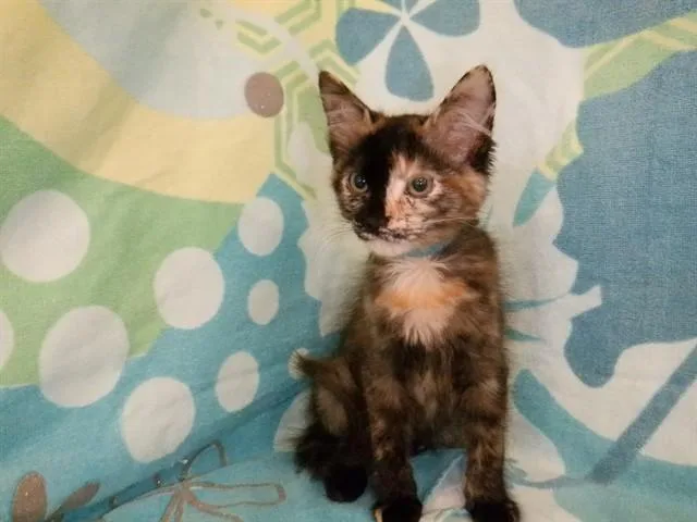 A baby small-sized female Domestic Short Hair cat named Scallop for adoption in San Jose, CA