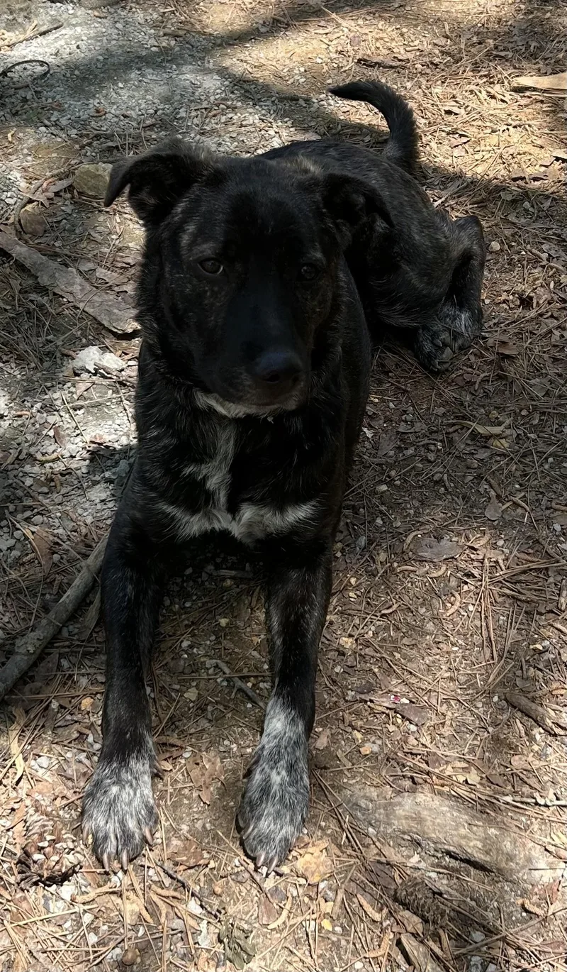 Montana  Ga thumbnail 5