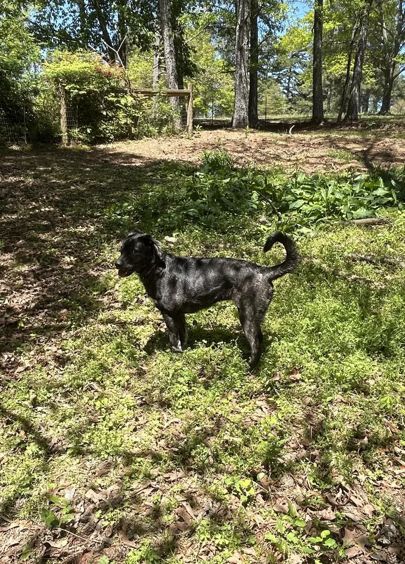 Montana  Ga thumbnail 6