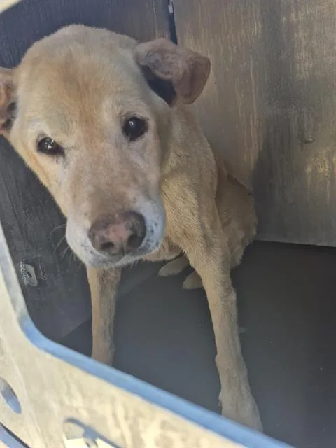 An adult medium-sized male Labrador Retriever dog named Clue for adoption in San Antonio, TX