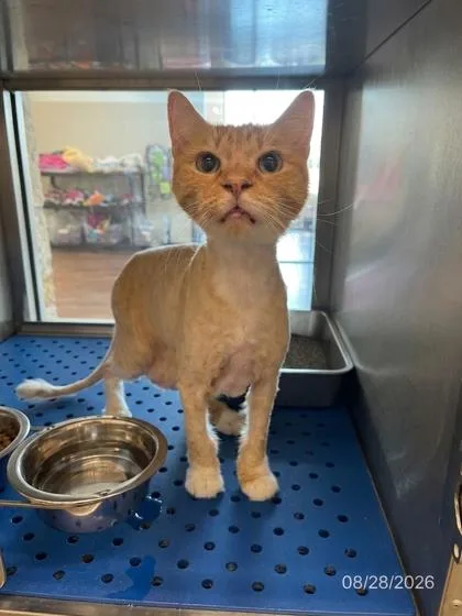 An adult large-sized female Domestic Long Hair cat named Cantaloupe for adoption in North Richland Hills, TX
