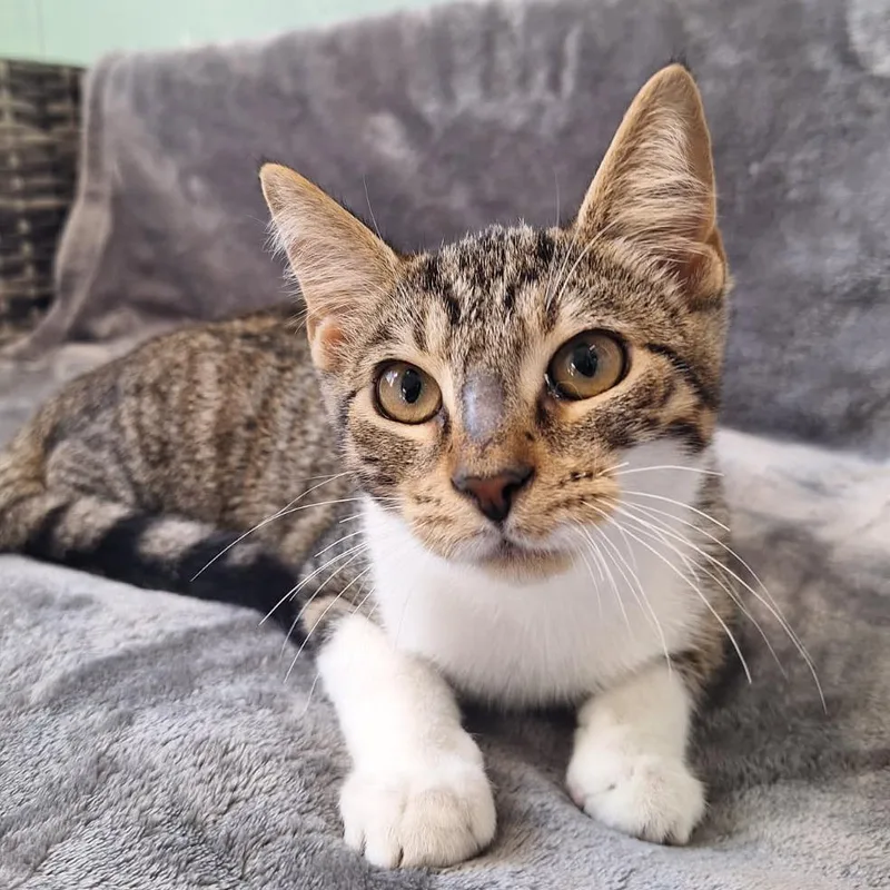 A baby small-sized male Brown / Chocolate Domestic Short Hair cat named Doug for adoption in Attica, NY