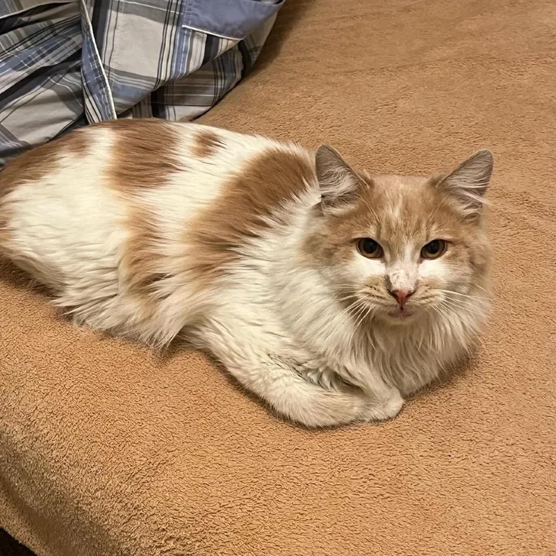 Mini Marshmallow thumbnail 2