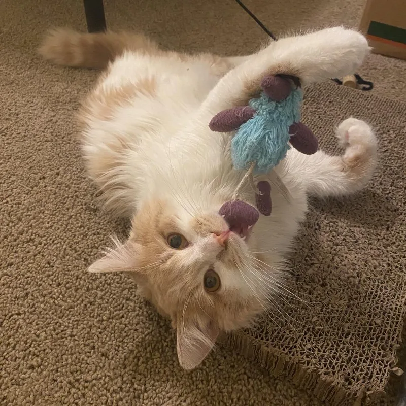 Mini Marshmallow thumbnail 4