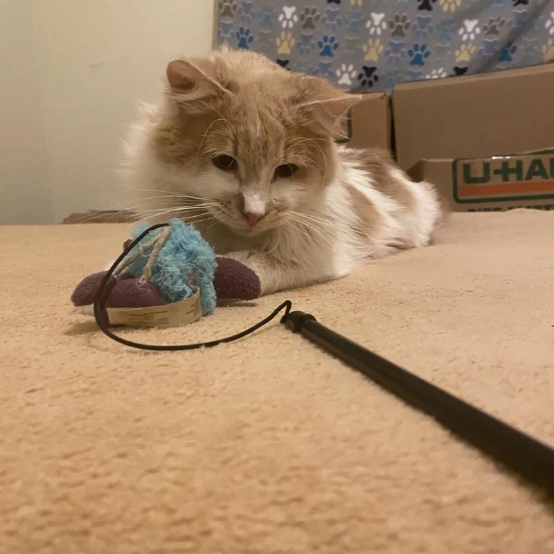 Mini Marshmallow thumbnail 5