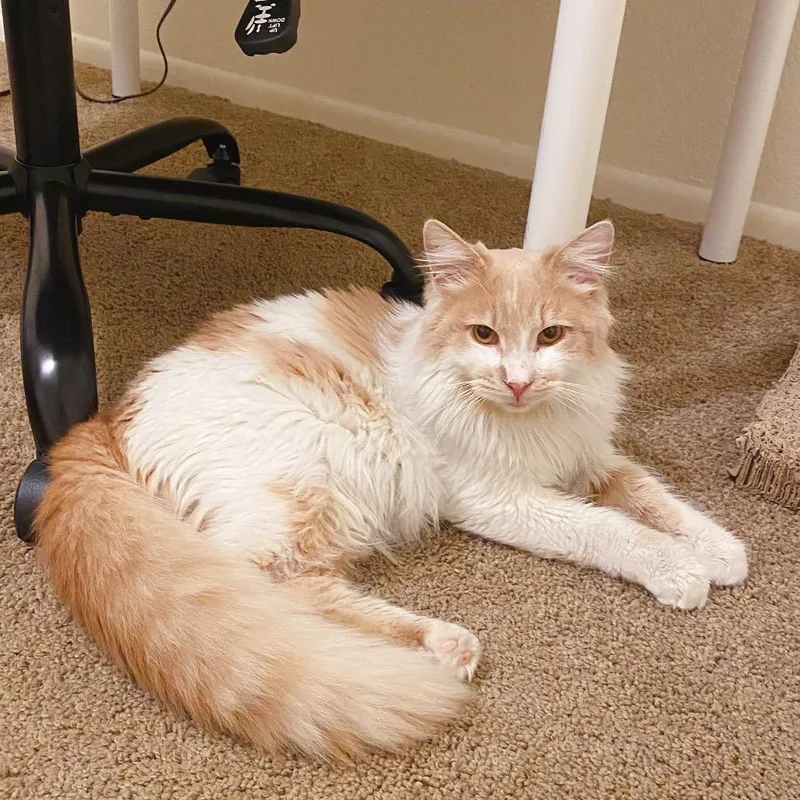 Mini Marshmallow thumbnail 6