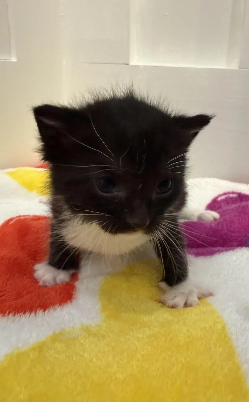 A baby medium-sized female Black & White / Tuxedo Domestic Short Hair cat named Rhea for adoption in North Haledon, NJ