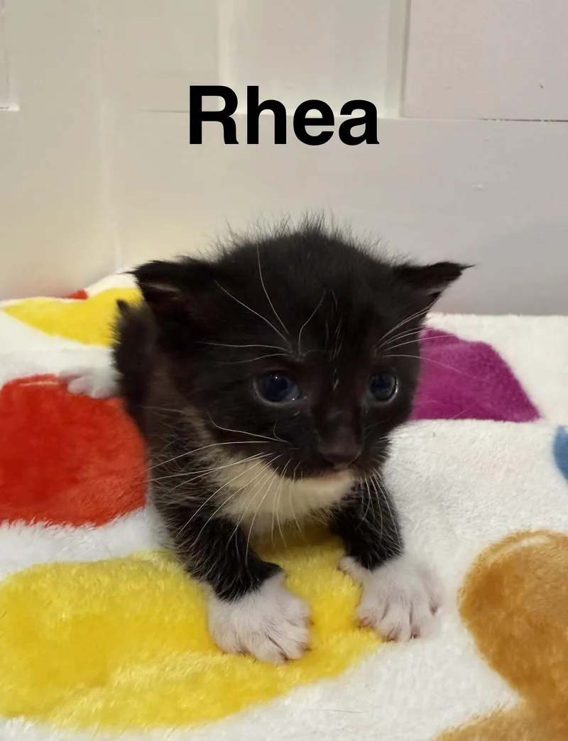 Rhea thumbnail 3