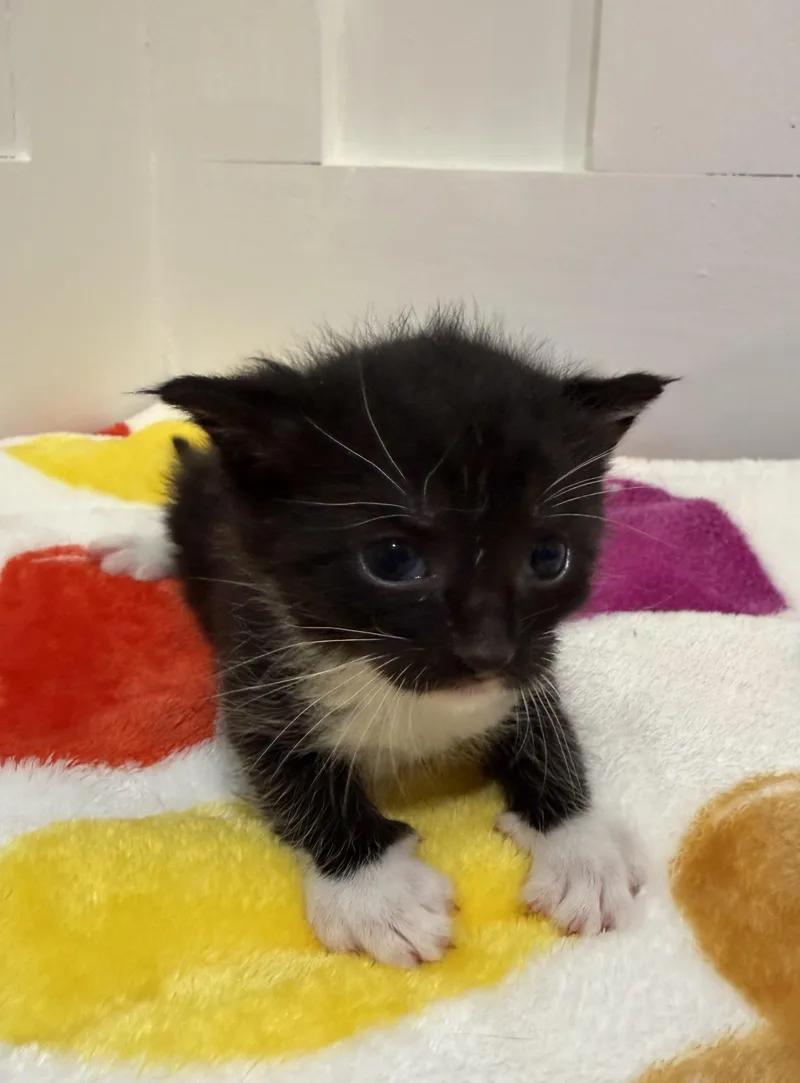 Rhea thumbnail 5