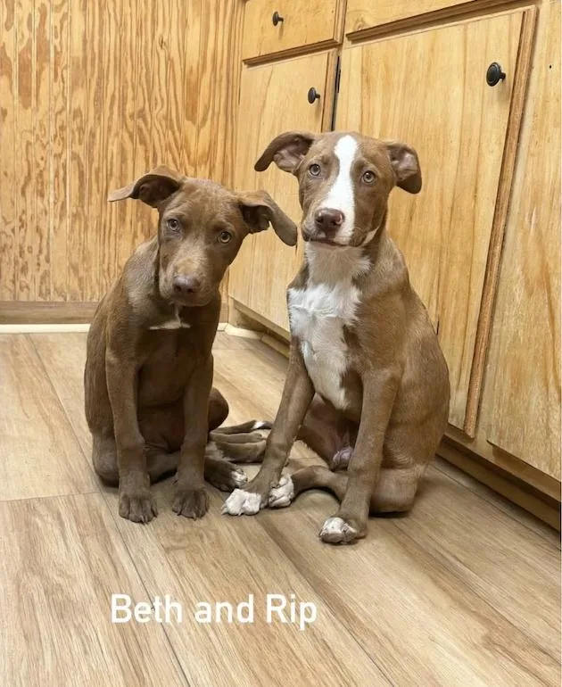 A baby medium-sized female Labrador Retriever dog named Beth for adoption in Raymond, MS