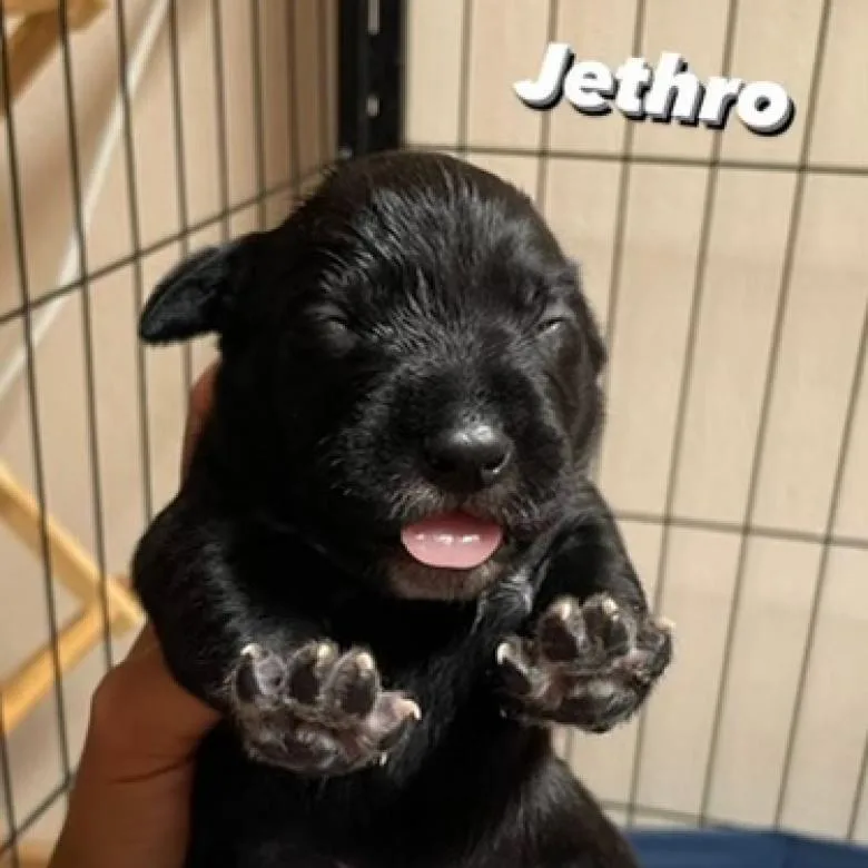 An adult medium-sized male Black German Shorthaired Pointer dog named Jethro for adoption in Sacramento, CA
