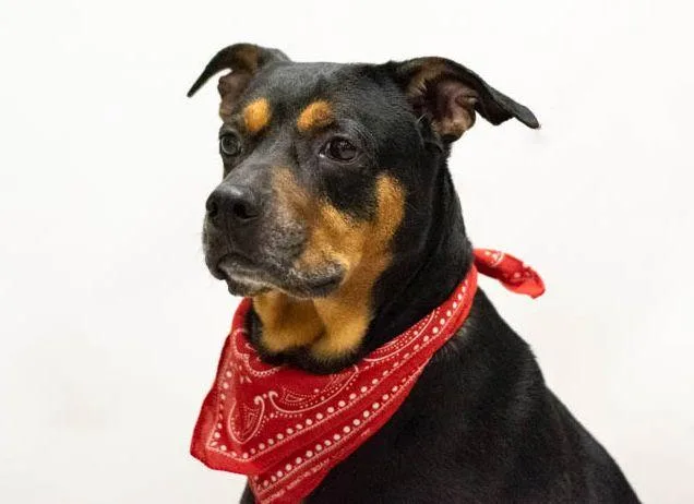 An adult large-sized male Black Doberman Pinscher dog named Boomie for adoption in Sanford, FL