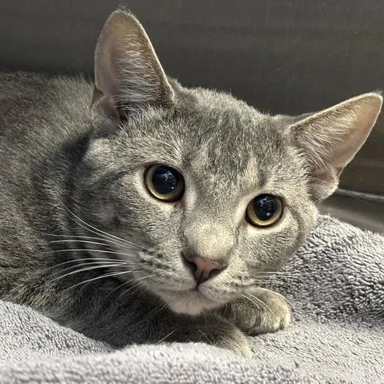 An adult medium-sized male Gray / Blue / Silver Domestic Short Hair cat named George Glass for adoption in Davenport, IA
