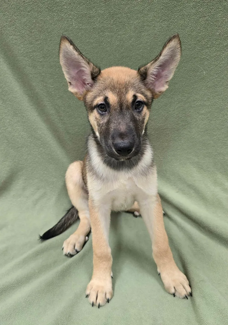 A baby large-sized male German Shepherd Dog dog named Captain America for adoption in Frankfort, IN