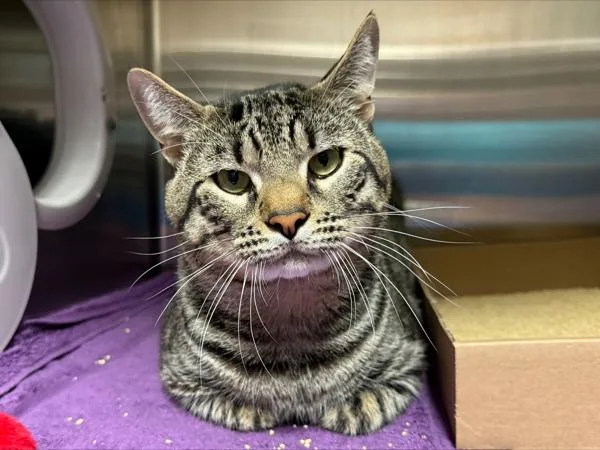 An adult medium-sized male Domestic Short Hair cat named Miso for adoption in Staten Island, NY