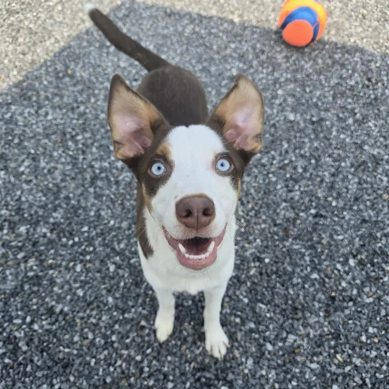 A baby medium-sized male White / Cream Australian Shepherd dog named Bentley for adoption in Walnut Cove, NC