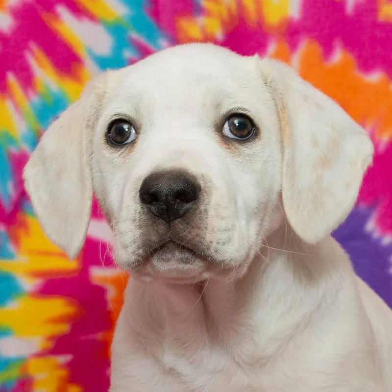 A baby medium-sized male Beagle dog named Grizzly Bear for adoption in Troy, OH
