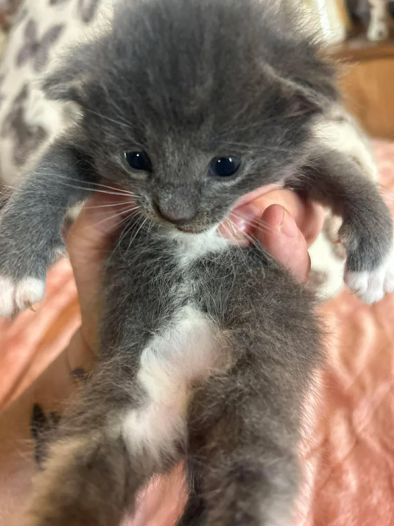A baby medium-sized male Gray & White Domestic Short Hair cat named Luffy for adoption in hinckley, IL