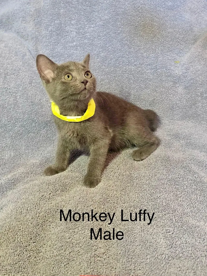 Luffy thumbnail 2