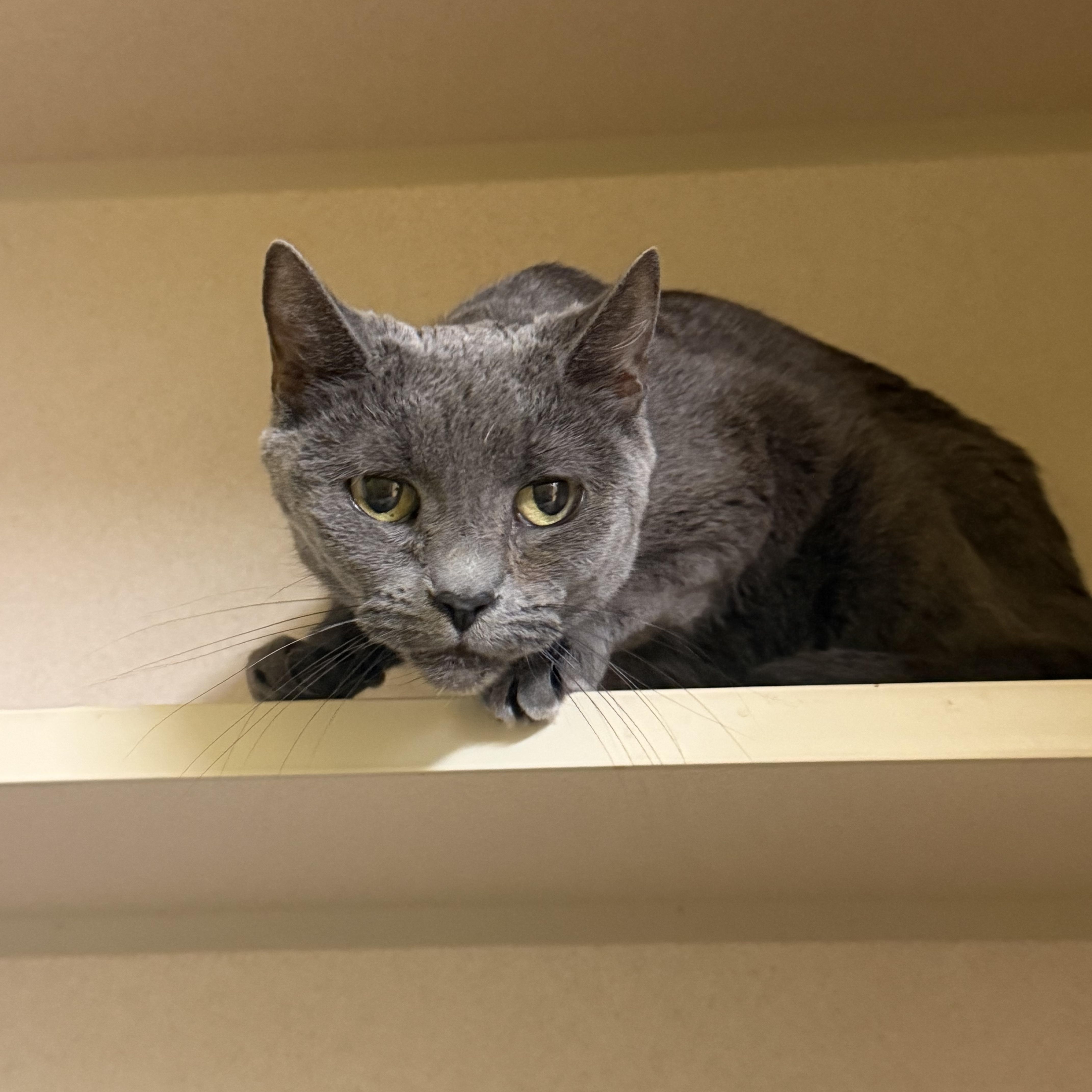 An adult medium-sized female Gray / Blue / Silver Domestic Short Hair cat named Sheba for adoption in Hudson, NY