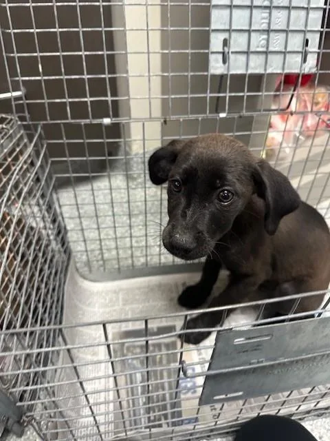 A baby small-sized male Labrador Retriever dog named A for adoption in Pasadena, TX