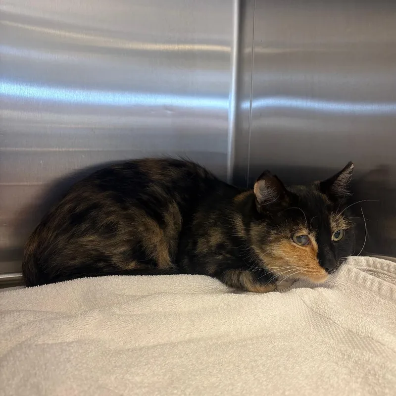 An adult medium-sized female Tortoiseshell Domestic Short Hair cat named Marbles for adoption in Rifle, CO