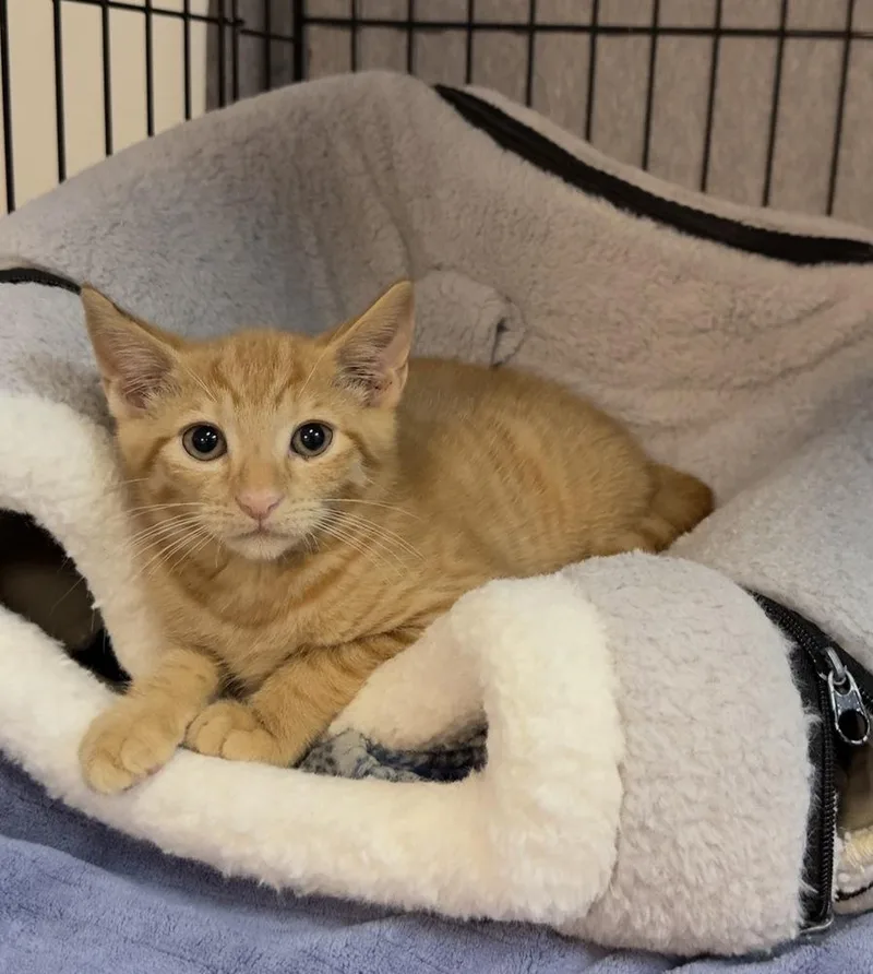 A baby small-sized male Tabby (Orange / Red) Domestic Short Hair cat named Snap for adoption in Woodbridge, VA