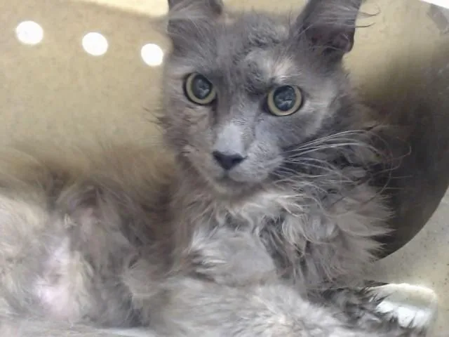 An adult small-sized female Domestic Long Hair cat named A for adoption in Moreno Valley, CA