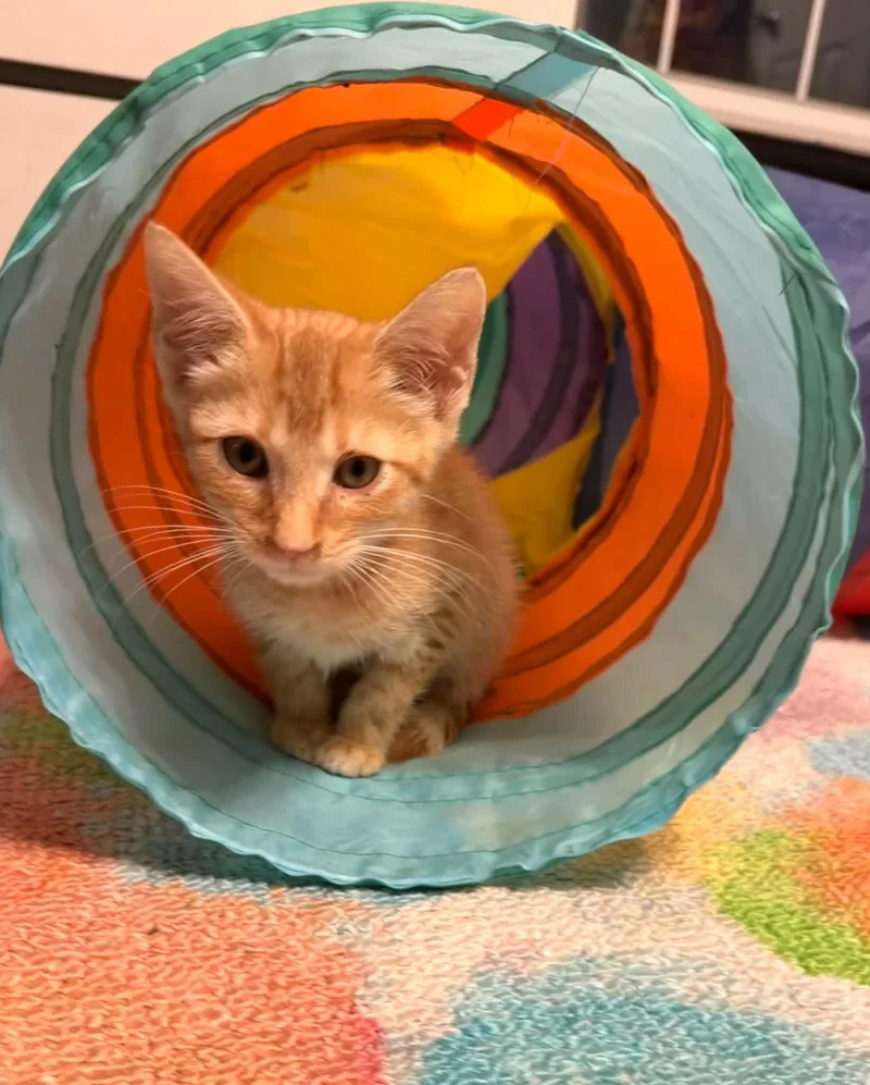 A baby small-sized male American Shorthair cat named Patches for adoption in Panama City, FL