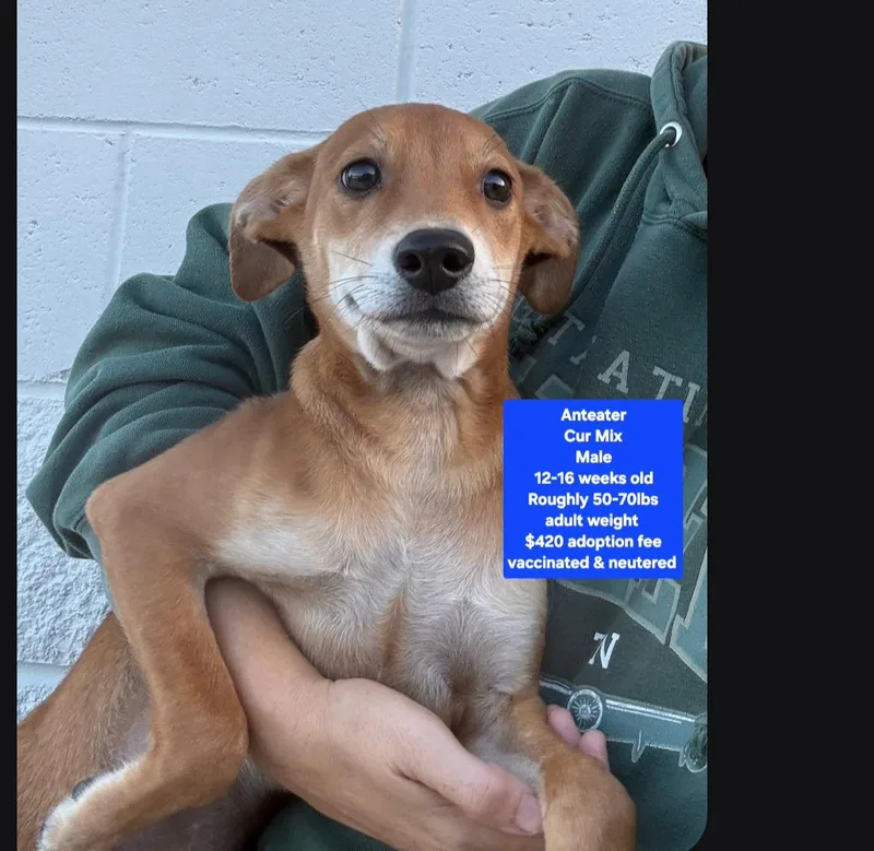 A baby medium-sized male Black Mouth Cur dog named Anteater for adoption in Oviedo, FL