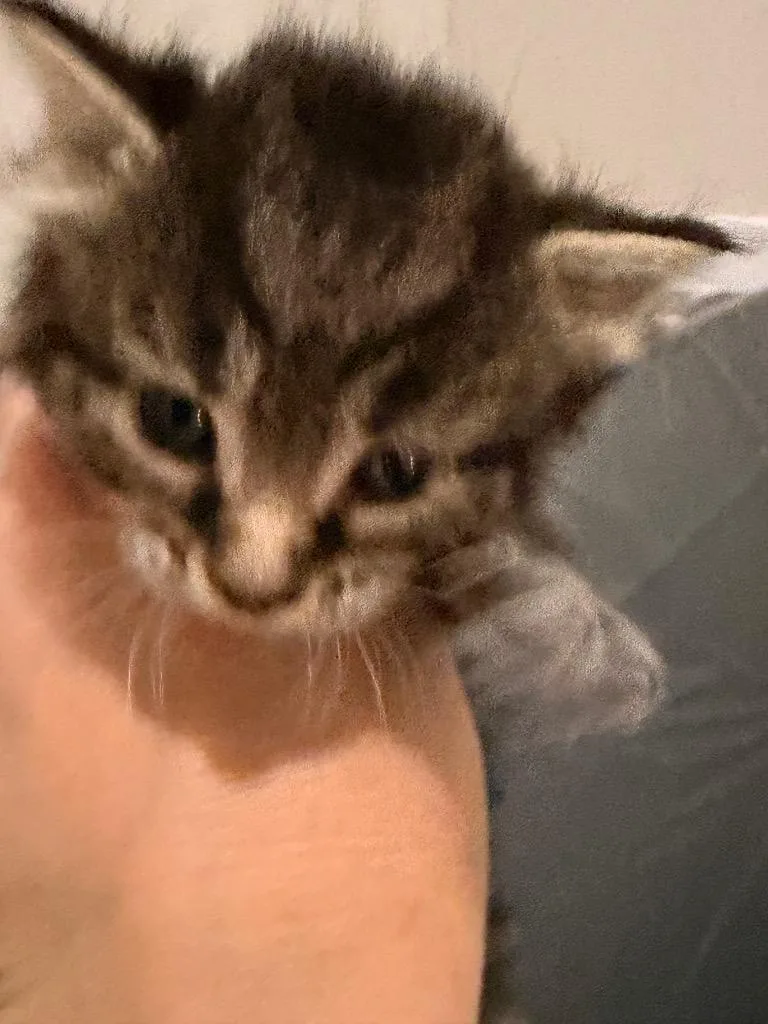 A baby small-sized female Domestic Short Hair cat named Grandma Juice for adoption in Newnan, GA