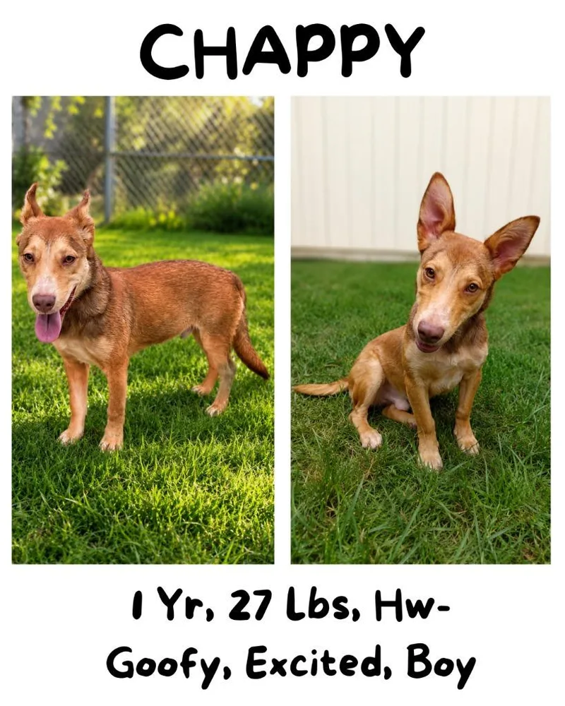 A young small-sized male Australian Cattle Dog / Blue Heeler dog named Chappy for adoption in Albany, GA