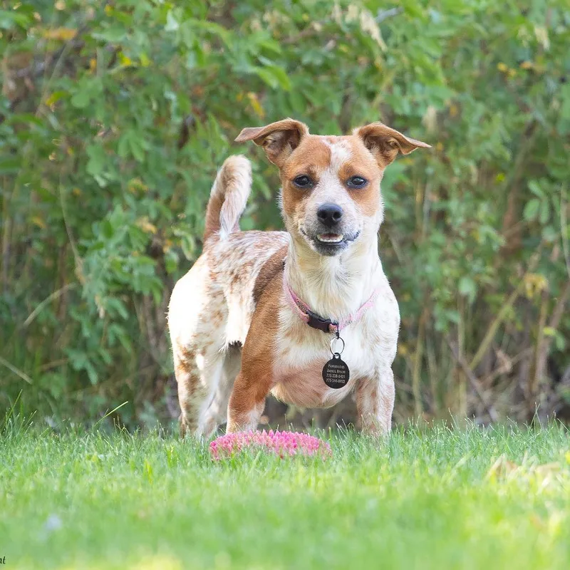 A young small-sized female Red / Chestnut / Orange Dachshund dog named JoJo for adoption in Washoe Valley, NV