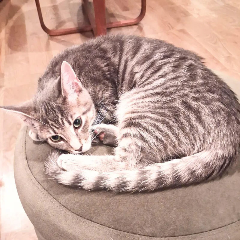 A baby medium-sized male Gray & White Tabby cat named Heath for adoption in Lewis Center, OH
