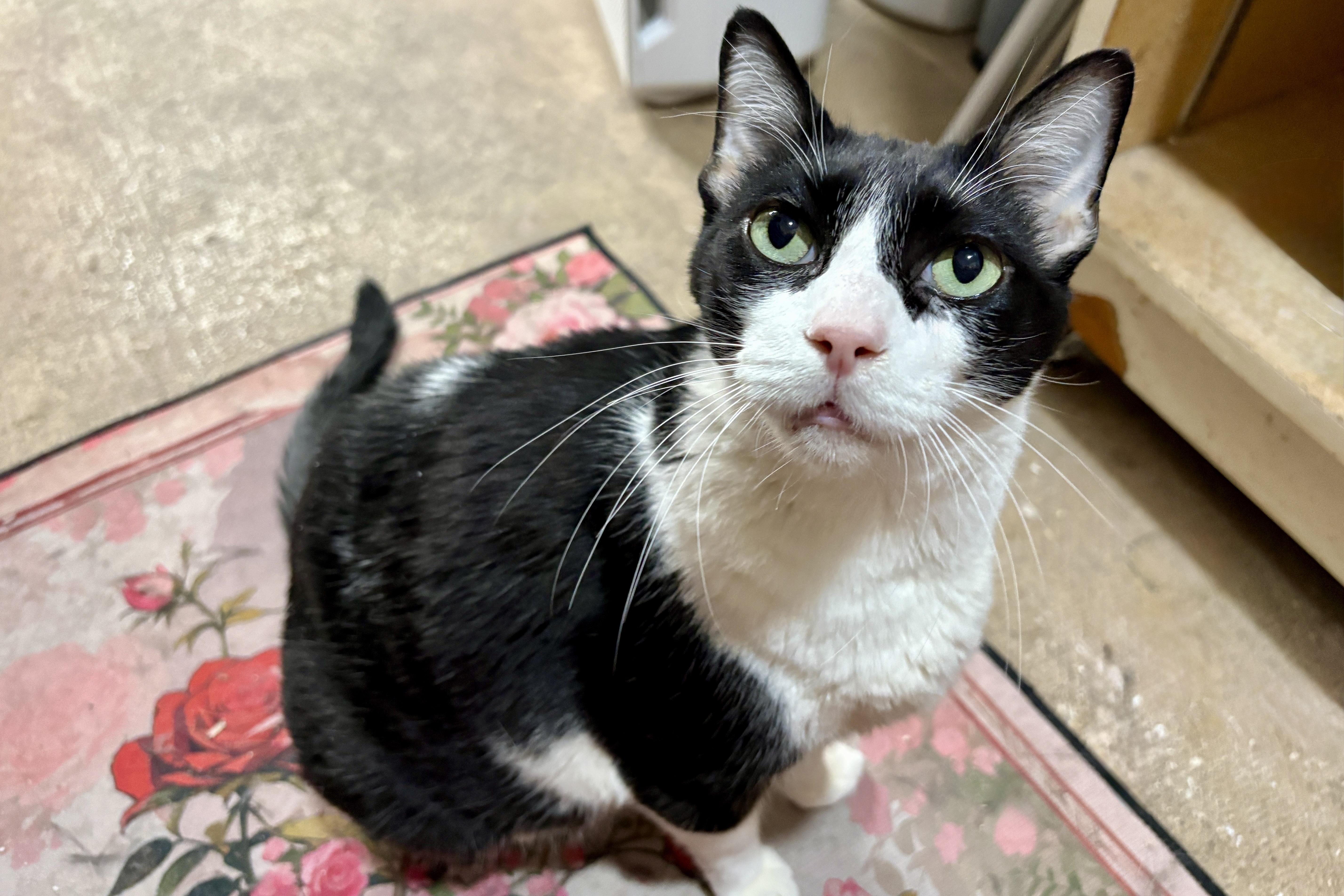 An adult extra large-sized female Domestic Short Hair cat named Coco IV for adoption in Fountain Hills, AZ