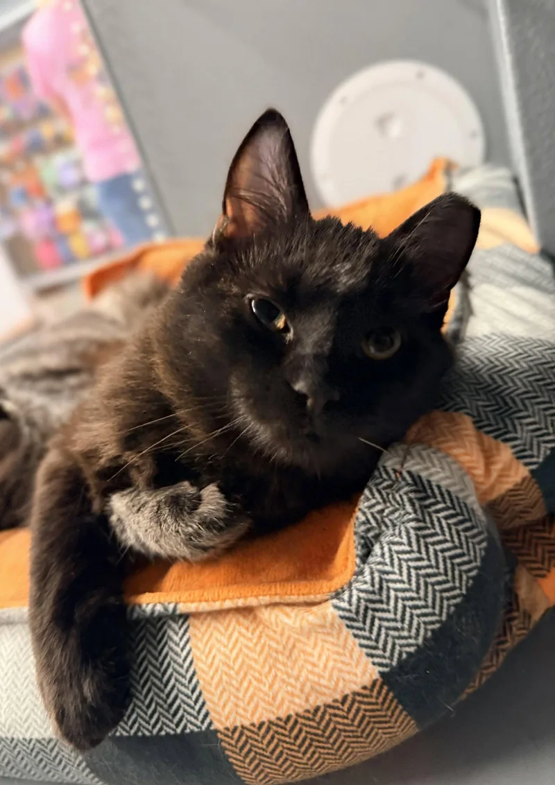 A young medium-sized male Black Domestic Short Hair cat named Tootsie Roll for adoption in Saint Cloud, FL