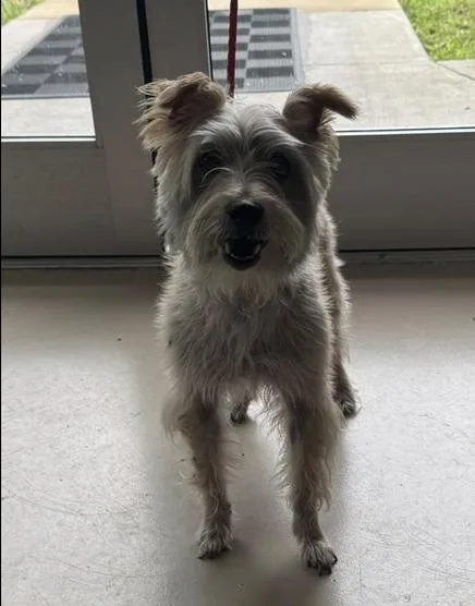 A young small-sized male Terrier dog named Stanley for adoption in Johnson City, TN