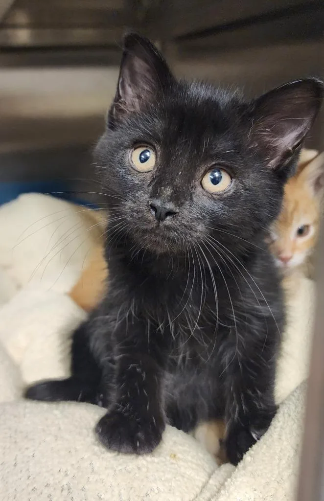 A baby medium-sized female Domestic Short Hair cat named Dolly for adoption in Great Bend, KS
