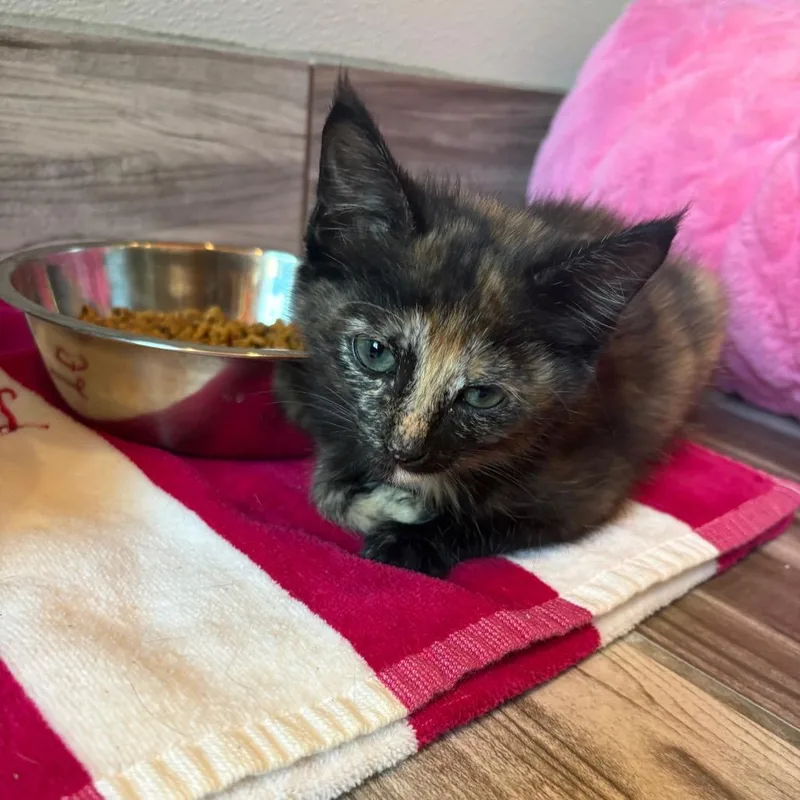 A baby small-sized female Black Domestic Short Hair cat named Carrot for adoption in West Des Moines, IA