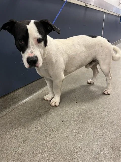 A young medium-sized male Terrier dog named Panda for adoption in Miami, FL