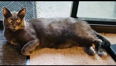 Russian Blue Prince! thumbnail 2