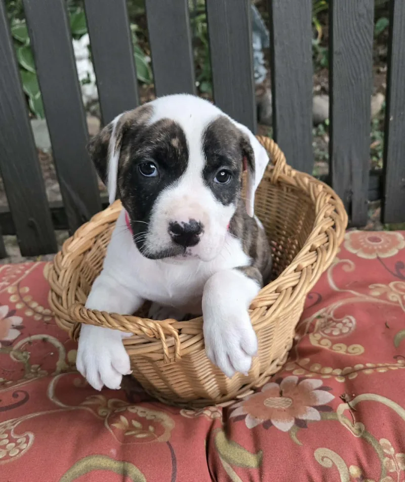 A baby medium-sized female White / Cream Labrador Retriever dog named Elisa for adoption in Union Grove, WI