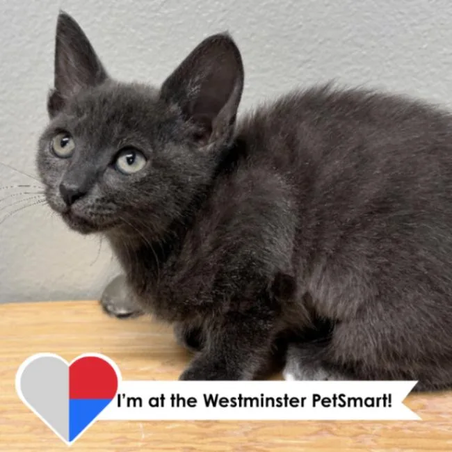 A young medium-sized female Gray / Blue / Silver Domestic Short Hair cat named Ice Ice Baby for adoption in Fort Collins, CO