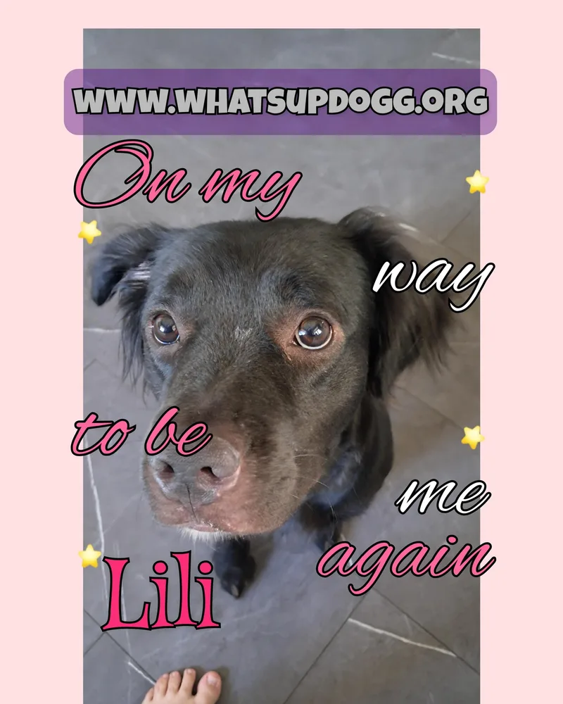A young medium-sized female Black Australian Shepherd dog named Lili for adoption in Fremont, OH