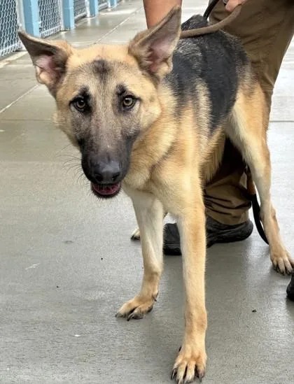 An adult medium-sized female German Shepherd Dog dog named Jessica for adoption in West Memphis, AR
